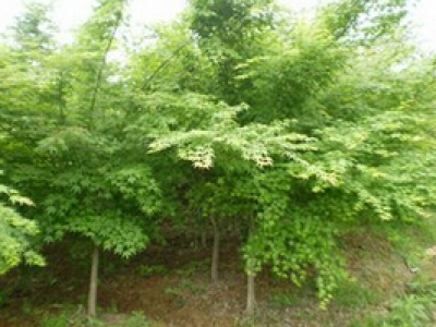 重慶趙世炎故居景觀(guān)綠化