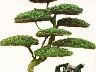 日本早櫻